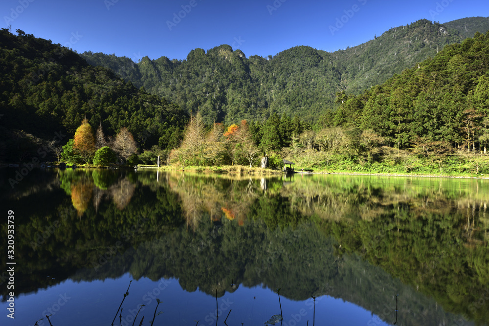 forest reflected in water