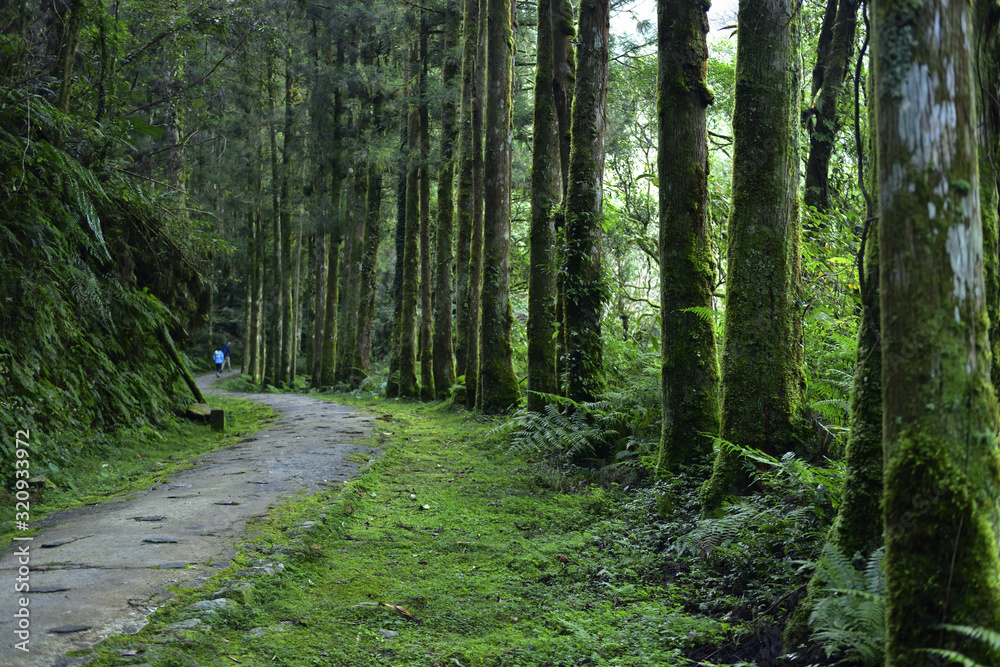 Fototapeta premium path in forest