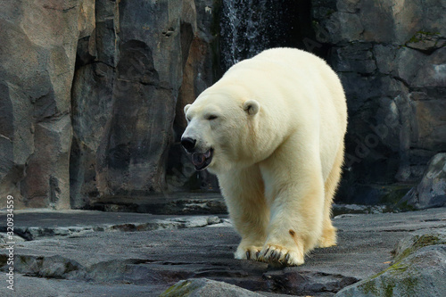 Fotografía Polar bear at Alaska
