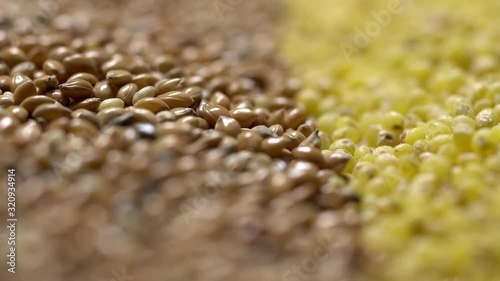 Full-frame of Millet grains. Proso Millet seeds in rotation