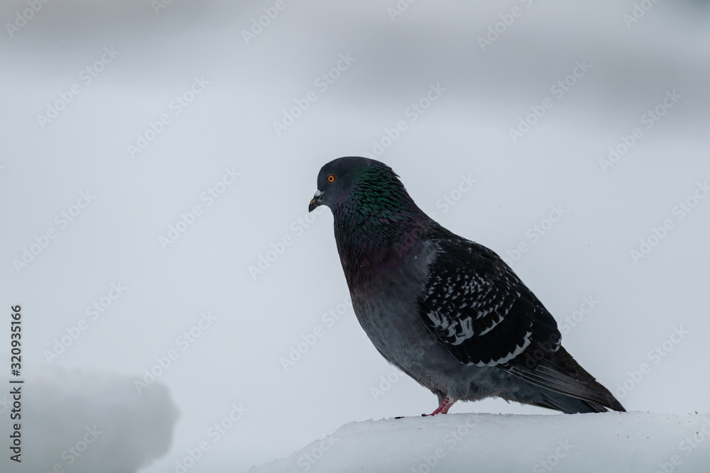 A domestic pigeon or rock dove, perched on a white snow bank. The bird has purple, green, gray and blue feathers. The eye is orange with a small black spot. A domestic pigeon or rock dove, perched on a white snow bank. The bird has purple, green, gray and blue feathers. The eye is orange with a small black spot.