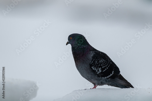 A domestic pigeon or rock dove, perched on a white snow bank. The bird has purple, green, gray and blue feathers. The eye is orange with a small black spot.