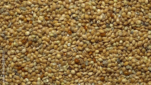 Full-frame of Millet grains. Proso Millet seeds in rotation
