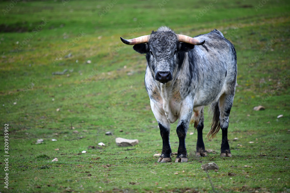 toro español en una ganaderia de ganado bravo en españa toro español en una ganaderia de ganado bravo en españa