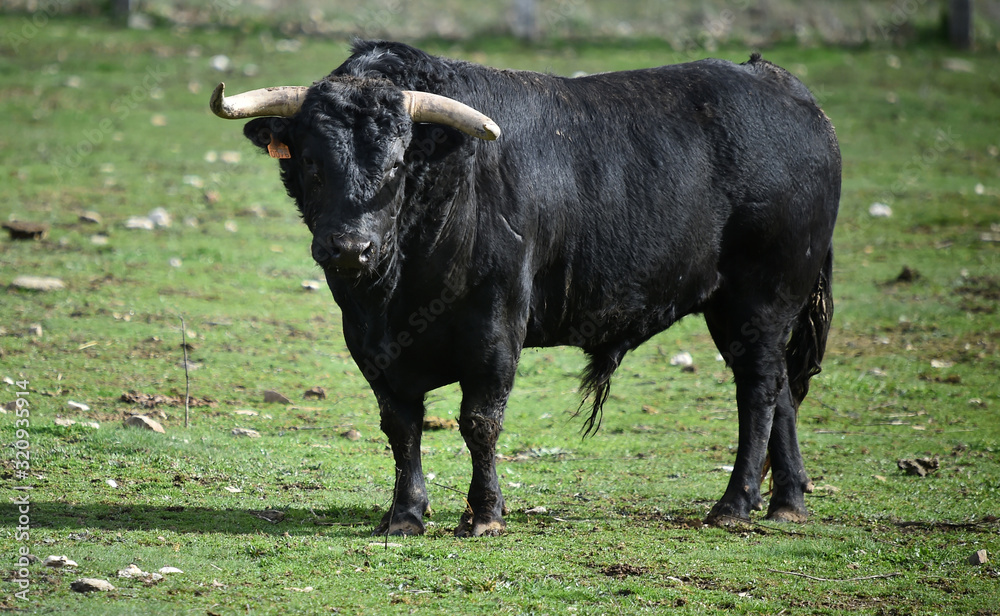 toro español en una ganaderia de ganado bravo en españa toro español en una ganaderia de ganado bravo en españa