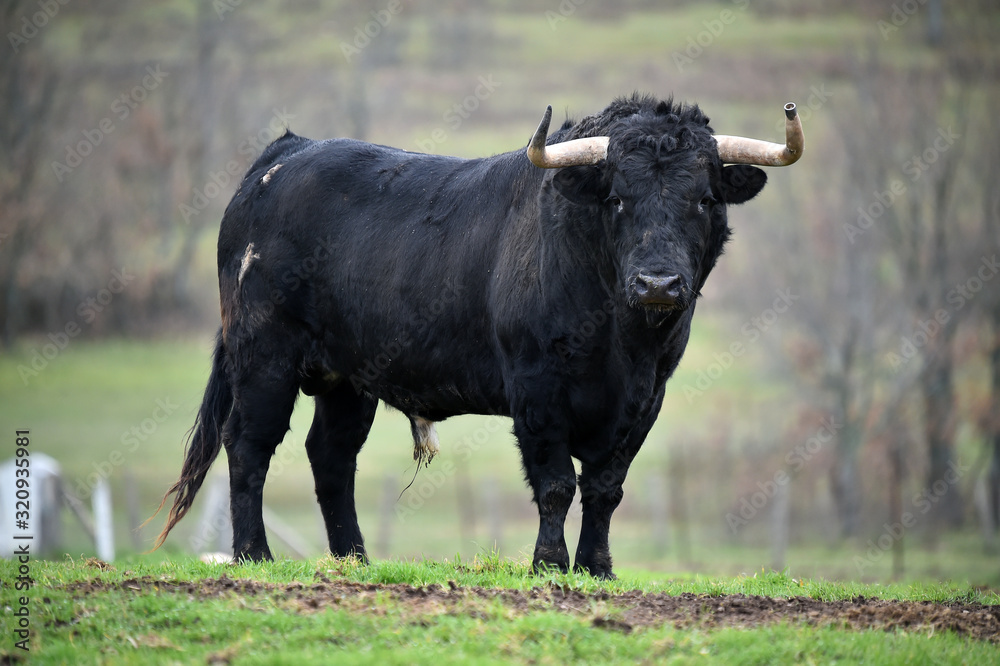 toro español en su ganaderia 