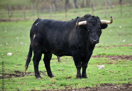 toro español en una ganaderia de ganado bravo en españa