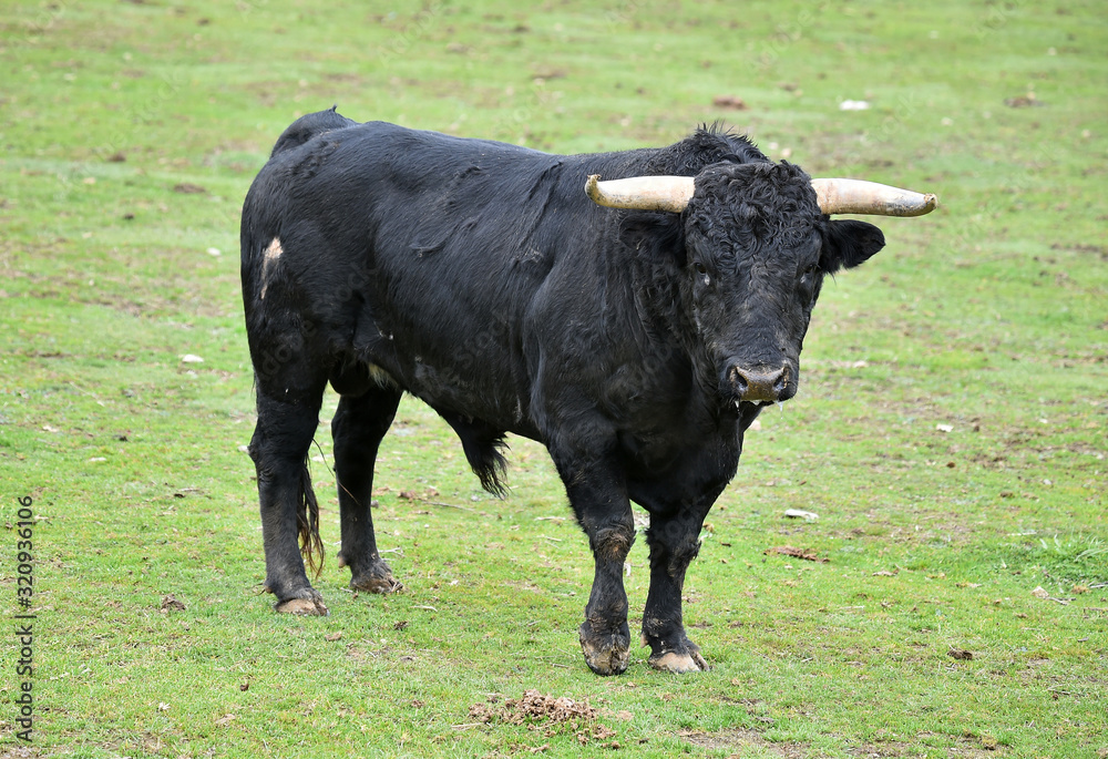 toro español en una plaza de toros toro español en una plaza de toros