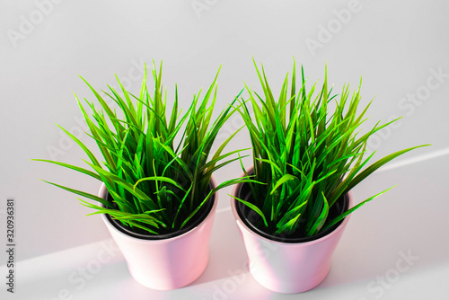 Two pink pots with green juicy grass on the office desk