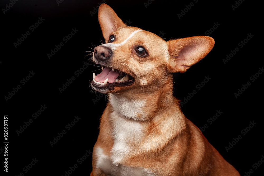 Welsh Corgi dog sitting on a black background Welsh Corgi dog sitting on a black background