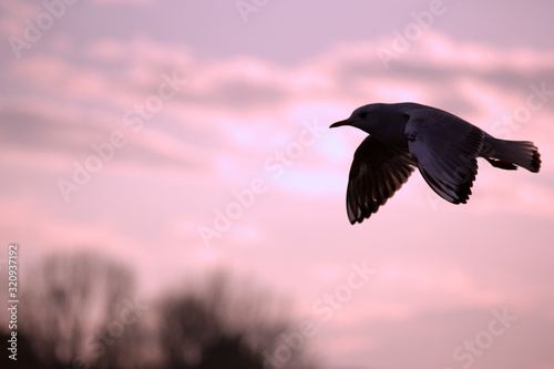 夕焼けを背景に飛行する鳥 © 慶典 林