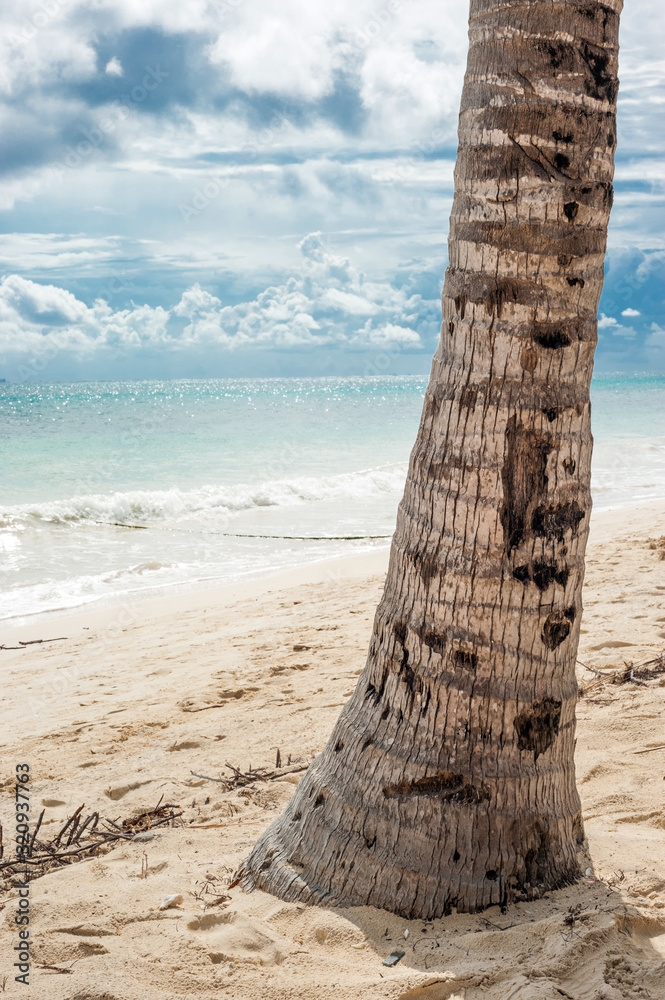 Palm tree trunk with beautiful ocean in the background