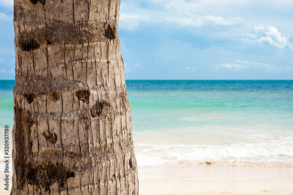 Palm tree trunk with beautiful ocean in the background Palm tree trunk with beautiful ocean in the background