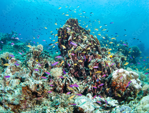 Fototapeta Naklejka Na Ścianę i Meble -  fish in coral reef