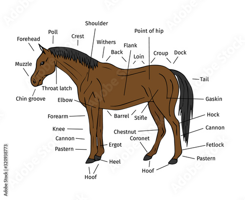 Vector info graphic of bay hand drawn doodle sketch horse parts isolated on white background