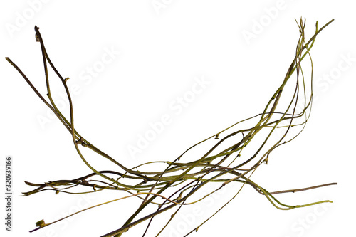 wood root, Twisted jungle vines, tropical rainforest liana plant isolated on white background, clipping path included