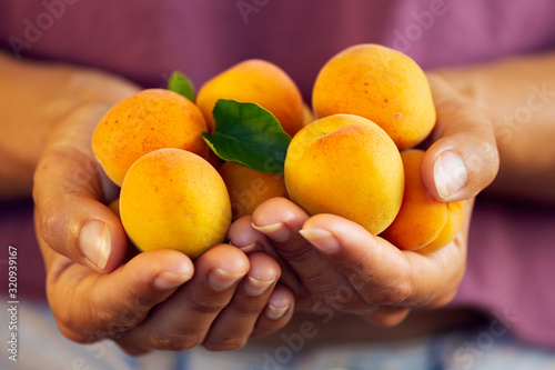 Close up of woman with handful of fresh, organic apricots
