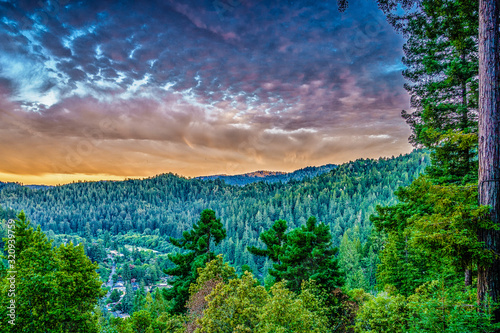 Sequoia and pine trees in Guernewood Park