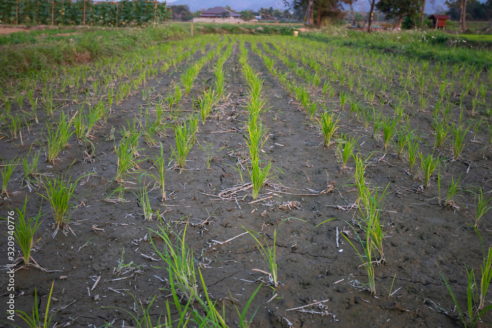 Obraz premium Green Rice tree In the Rice field