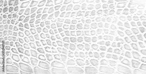 Skin snake background White snake skin texture Close-up