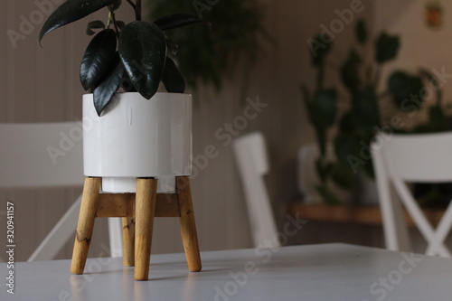 Large dark leafed resfreshing indoor plant greenery in a decorative ceramic pot, flourishing in a well lit modern home photo