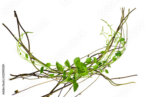 Bush grape or three-leaved wild vine cayratia (Cayratia trifolia) liana ivy plant bush at the roots of tropical trees, isolated on white background with clipping path. can be used as wallpaper