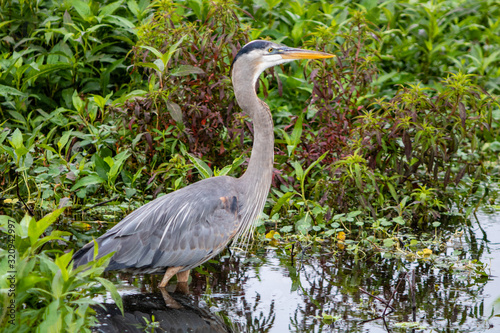 Great blue heron