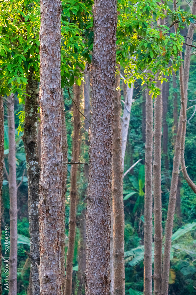 vertical tree trunk in forest ,Chiang mai Thailand. vertical tree trunk in forest ,Chiang mai Thailand.