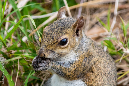 Gray squirrel © Suzanna