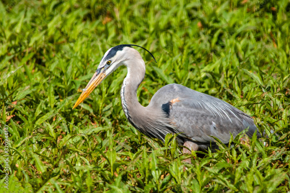 Great blue heron Great blue heron