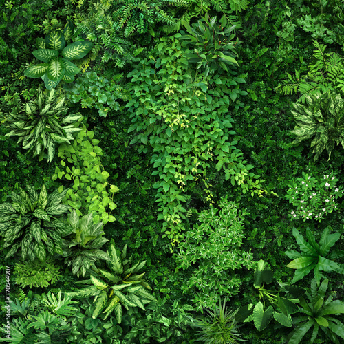Fototapeta Naklejka Na Ścianę i Meble -  Vegetative background from leaves and plants. Lush, natural foliage. Green vegetation backdrop. Top view of a bed of green plants. High quality image for professionnal compositing.