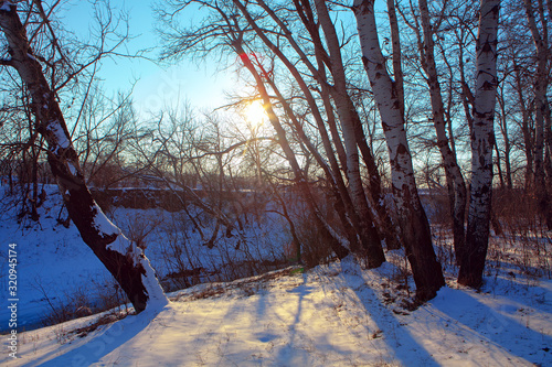 sun shining through the birch trees in the winter 
