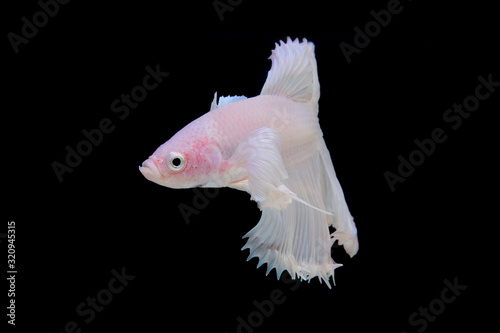 white betta on black screen