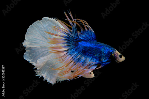 blue yellow crowntail betta and white on black screen © invertersn_ap