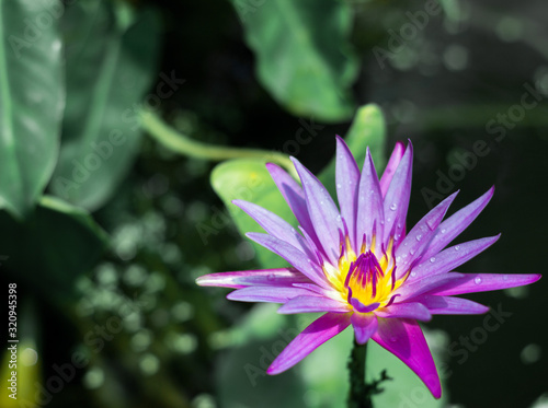 Close up shot of lotus in the pond