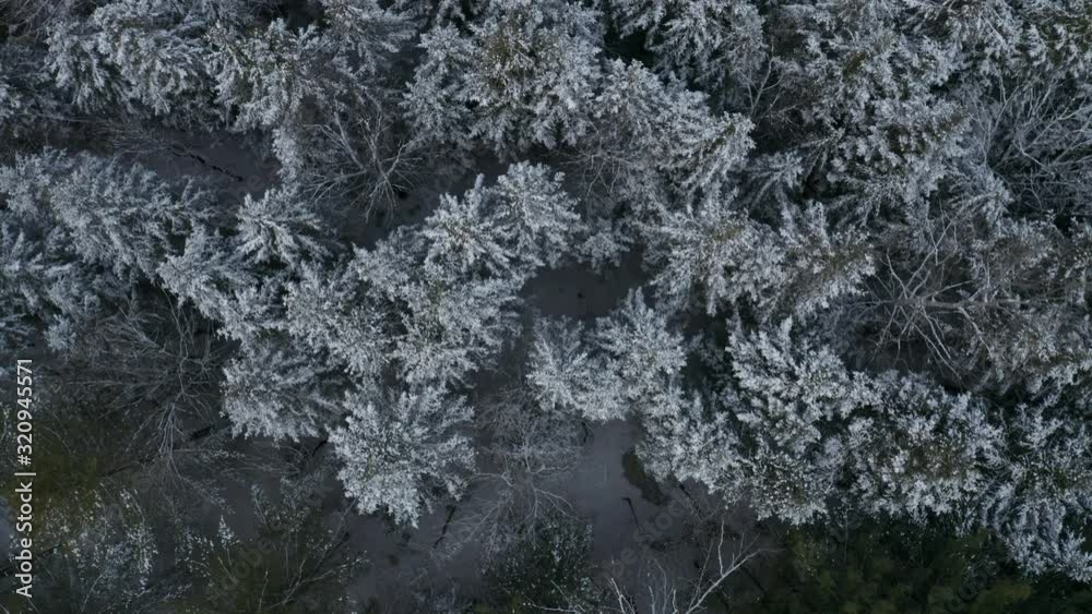 Aerial top view of a Winter Pine Forest. Rime ice and hoar frost covering trees. Canadian Winter Landscape. Aerial top view of a Winter Pine Forest. Rime ice and hoar frost covering trees. Canadian Winter Landscape.