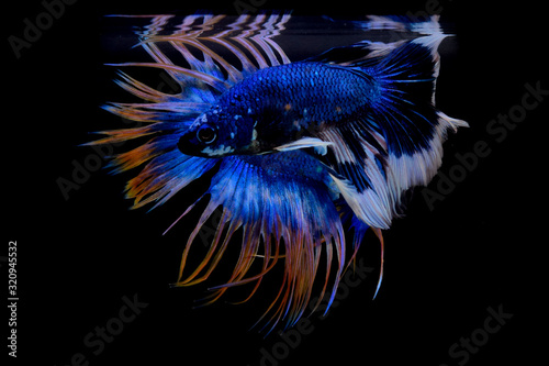 blue and yellow crowntail betta , blue white betta on black screen