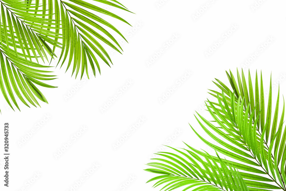 coconut leaf isolated on white background