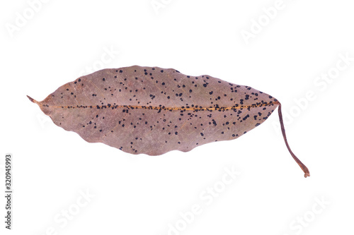 Dry leaf in isolated with clipping path,Brown color leaves in autumn