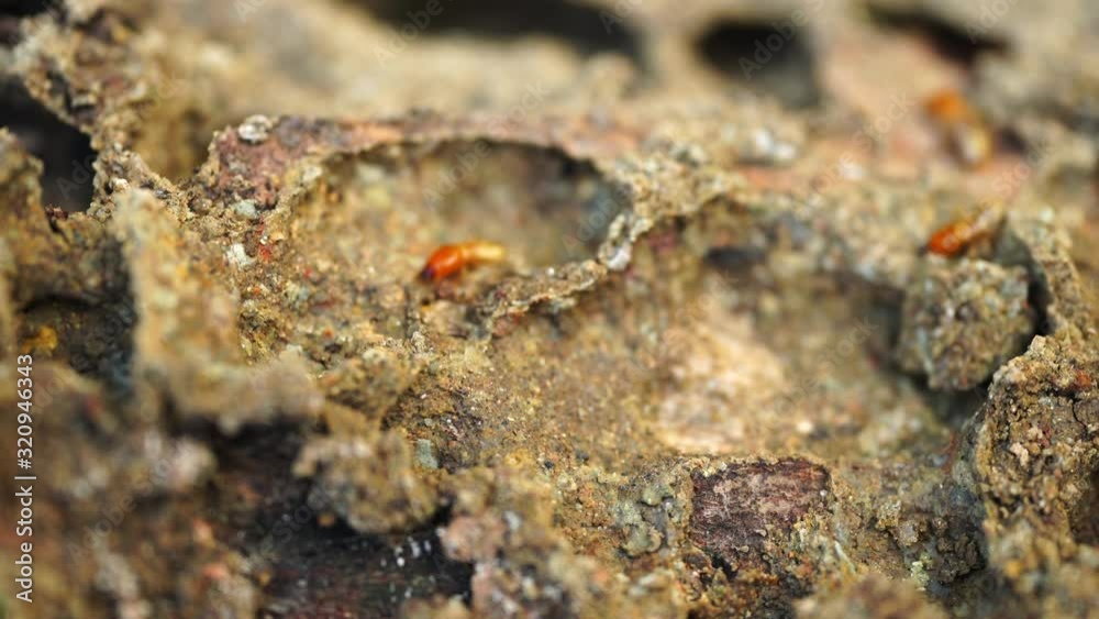 Termites walking on wood. Trace of eating wood. Termites walking on wood. Trace of eating wood.