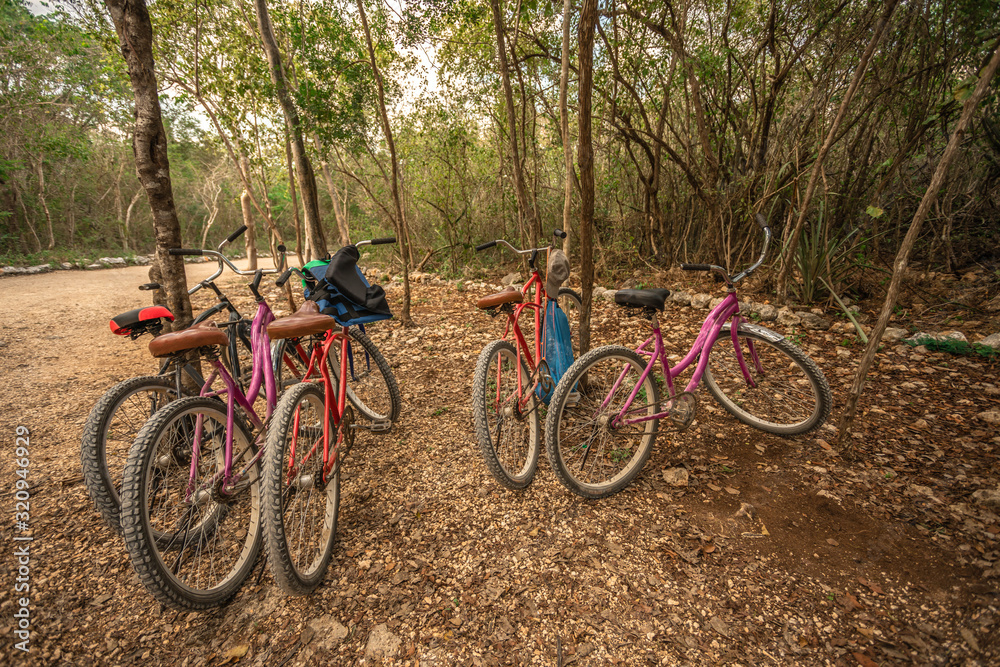 bycicles parked on the jungle