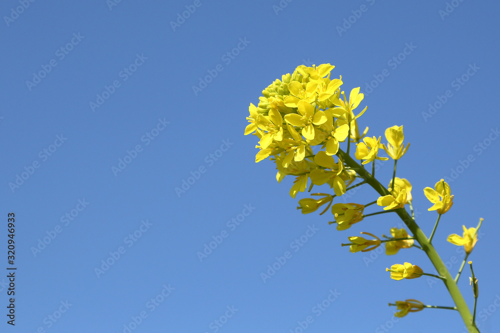 Fototapeta 青空と菜の花