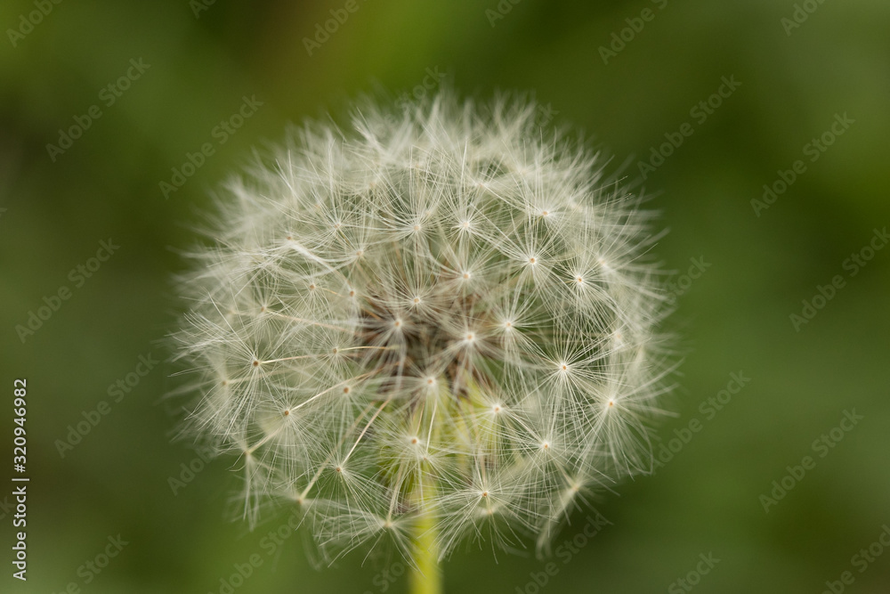 A red-seeded dandelion sprouted up and sits calmly near a pond.