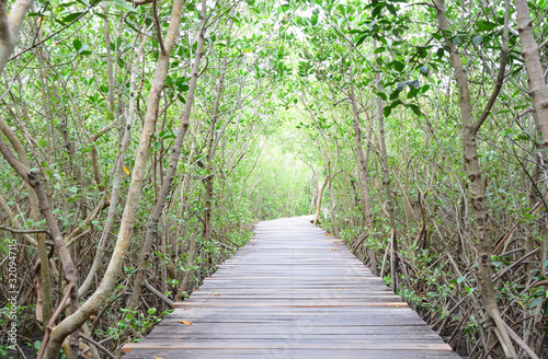 Wooden walkway and tree tunnel in mangrove forest