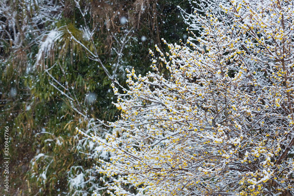 蝋梅と雪景色