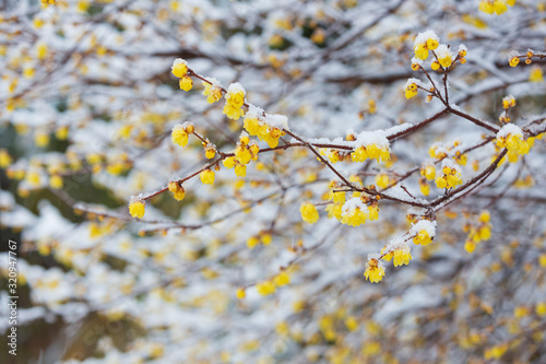 蝋梅の雪化粧