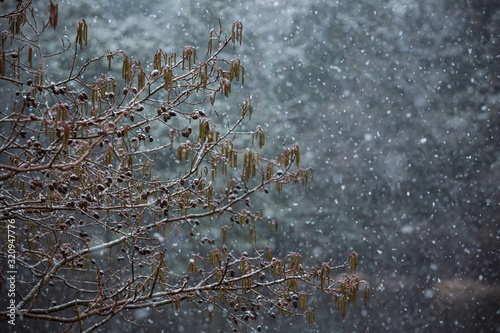榛の木と雪景色 photo