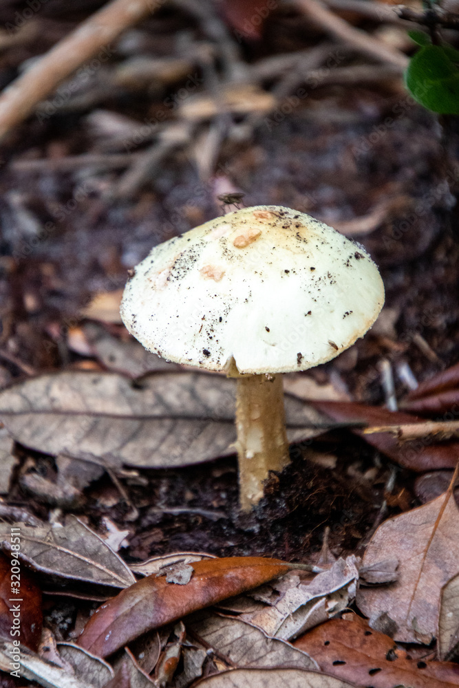 mushroom in the woods mushroom in the woods