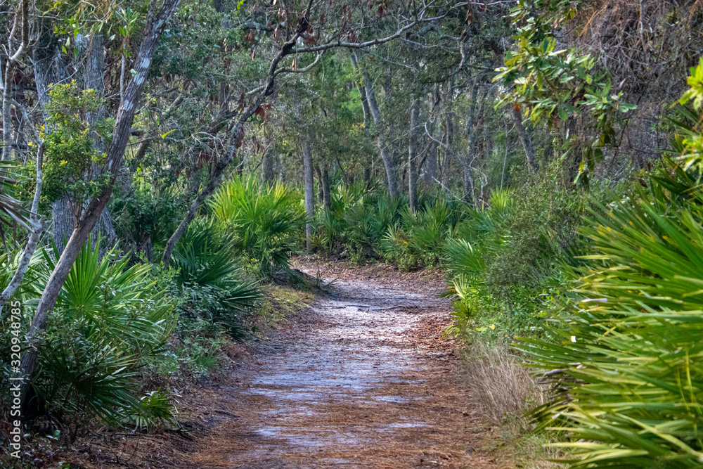 Obraz premium pathway through the forest