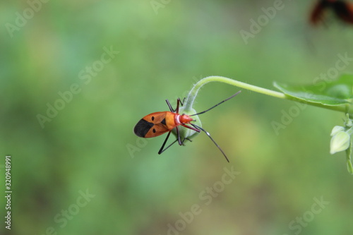 ant on leaf © Manie